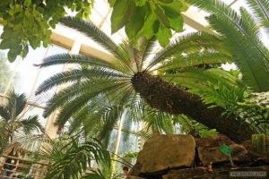 jardin botanique de l'université de strasbourg